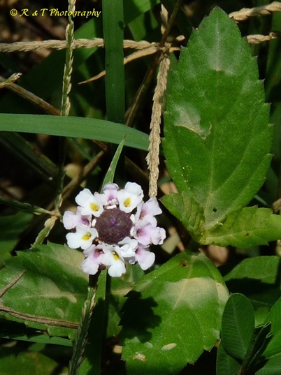 {Phyla lanceolata}